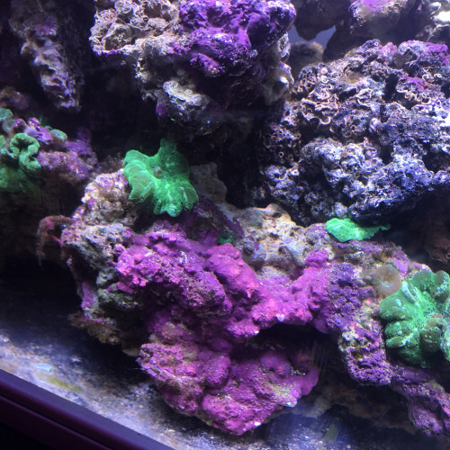 Aquarium marin complet avec pierres