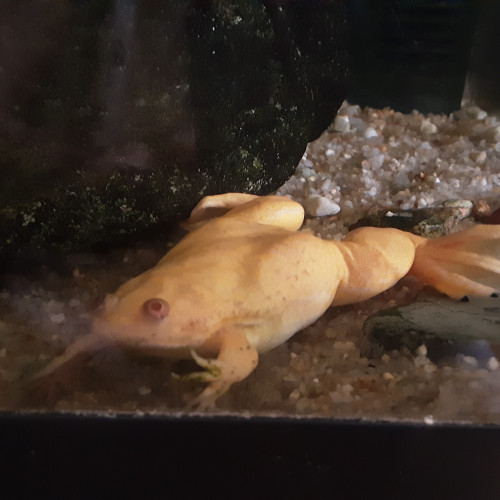 Vends 3 grenouilles africaines ou xenopus
