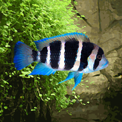 Cyphotilapia frontosa (environ 8 cm)