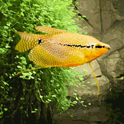 Gourami leeri gold (environ 6 cm)