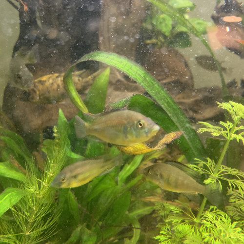 Haplochromis yellow belly aeneocolor