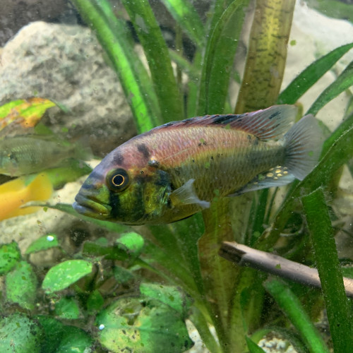 Haplochromis yellow belly aeneocolor