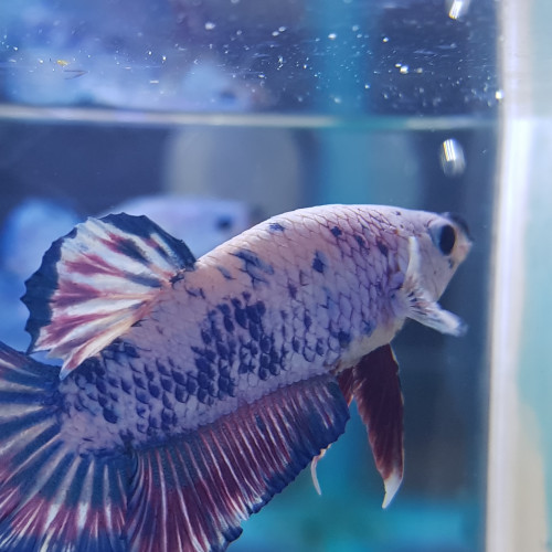 Betta MARBRE Bleu