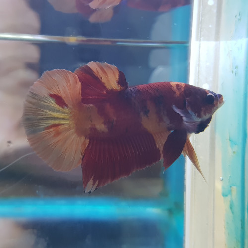 Betta NEMO Salameche