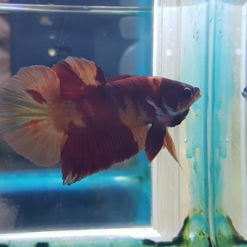 Betta NEMO Salameche