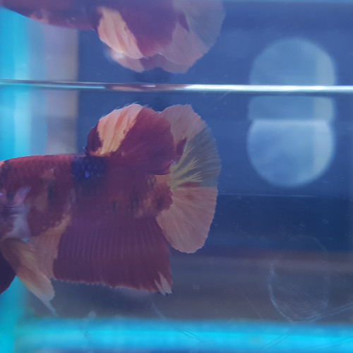 Betta NEMO Salameche