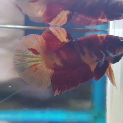 Betta NEMO Salameche