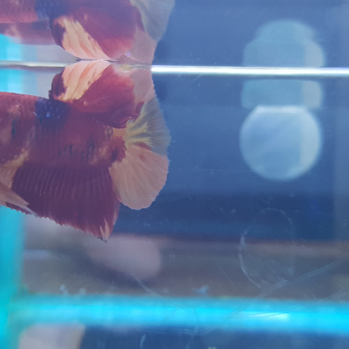 Betta NEMO Salameche