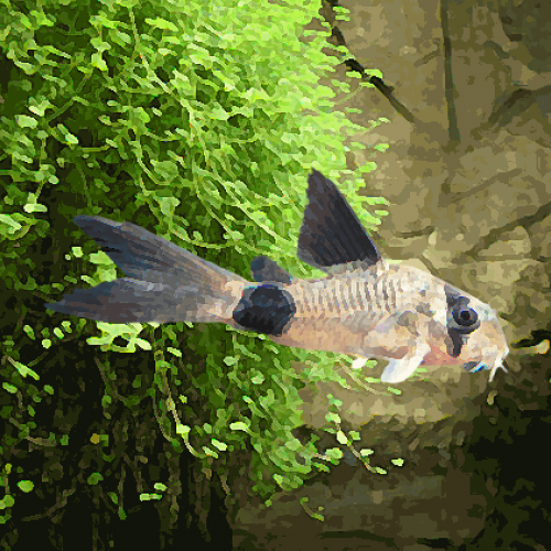 Corydoras panda voile long (environ 3.5 cm)