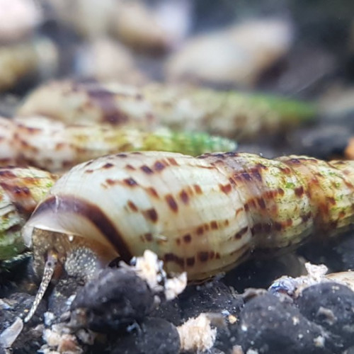 Escargots mélanoide tuberculata