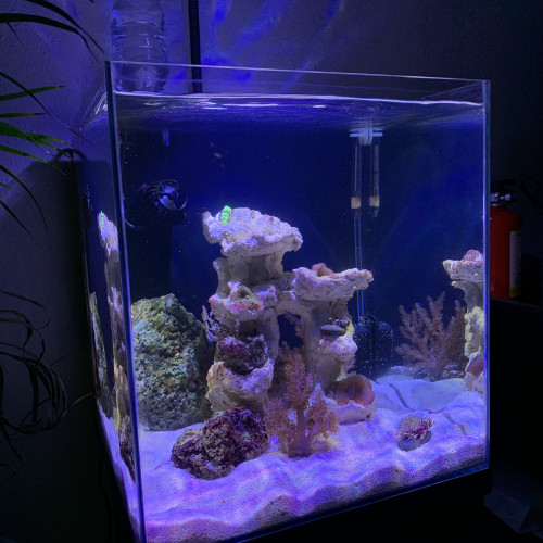 Nano aquarium 40 litres tout équipé