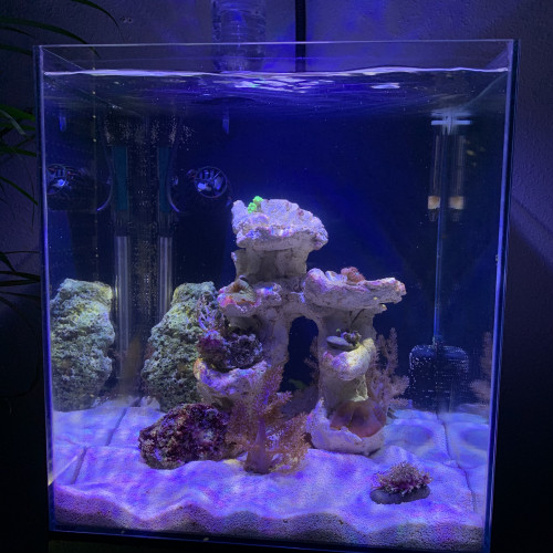 Nano aquarium 40 litres tout équipé