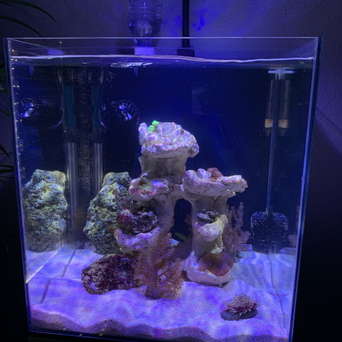 Nano aquarium 40 litres tout équipé