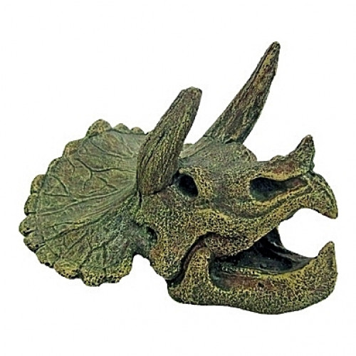Squelette tête de triceratops - 15x14x10,5cm