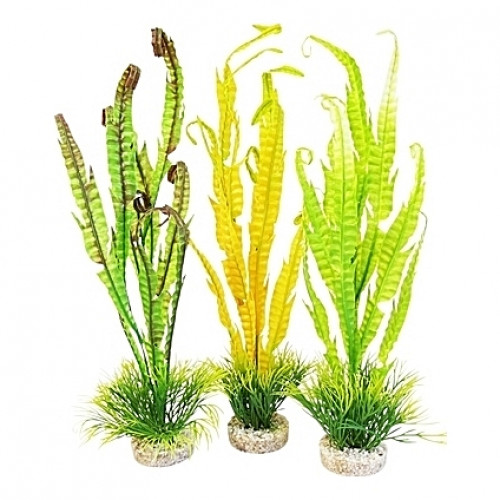 Plantes sauvages hautes 40cm