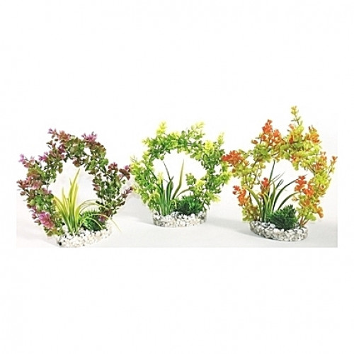 Plantes arches 22cm