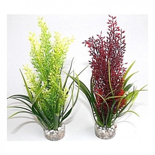 Plantes tropicales 20cm