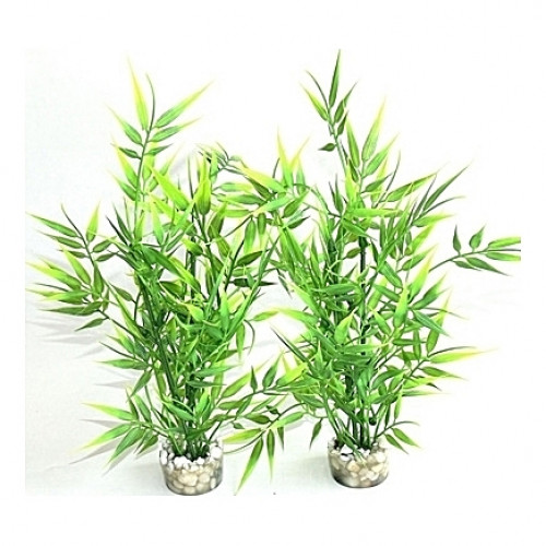 Bamboo plantes 25cm