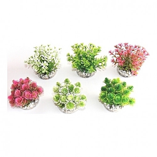 Petites plantes naturelles et colorées 9cm