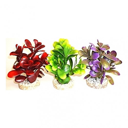 Plantes sur galets 14cm