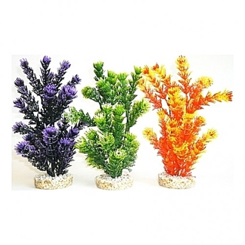 Plantes colorées 24cm