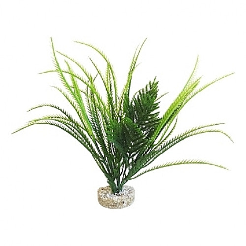 Plantes exotiques 30cm