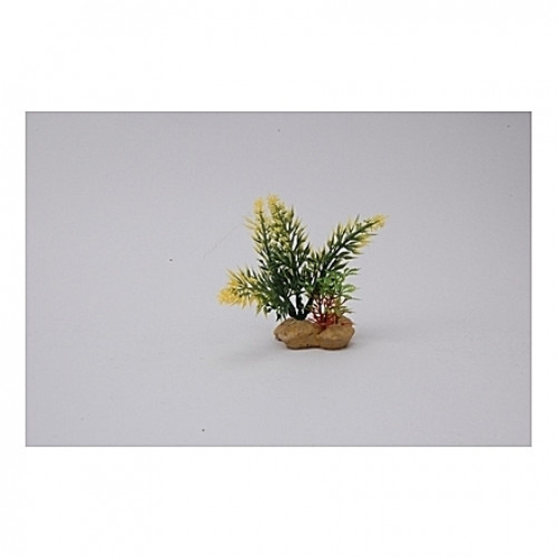 Assortiment de plantes 10cm