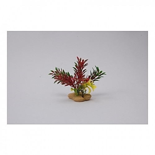 Assortiment de plantes 10cm