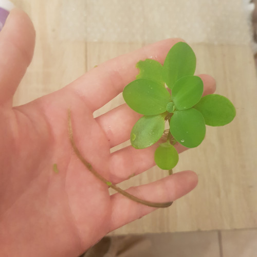 Pistia stratiotes / laitue d'eau