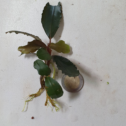 bucephalandra Dark black