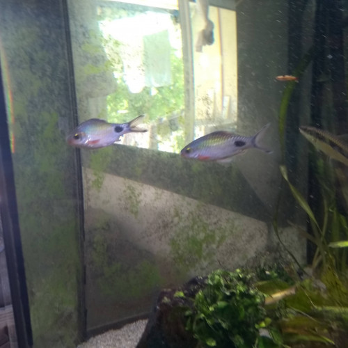 Banc de 10 dawkinsia filamentosus poissons asiatiques