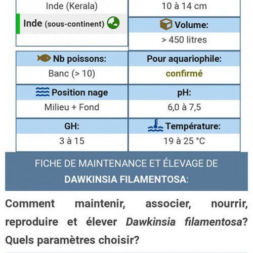 Banc de 10 dawkinsia filamentosus poissons asiatiques