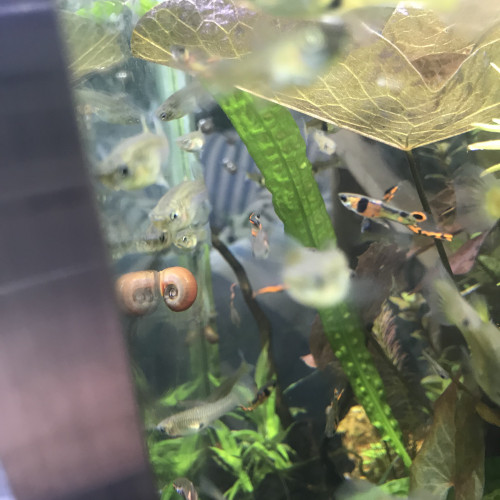 Guppy Endlers