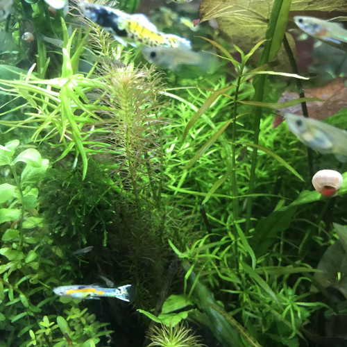 Guppy Endlers