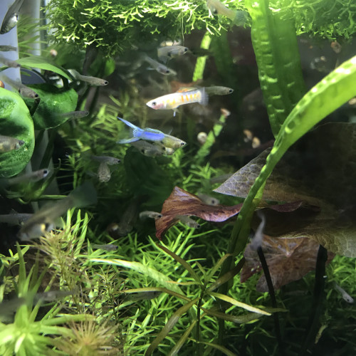 Guppy Endlers