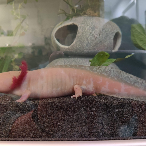 Axolotl gold mâle de 3 ans