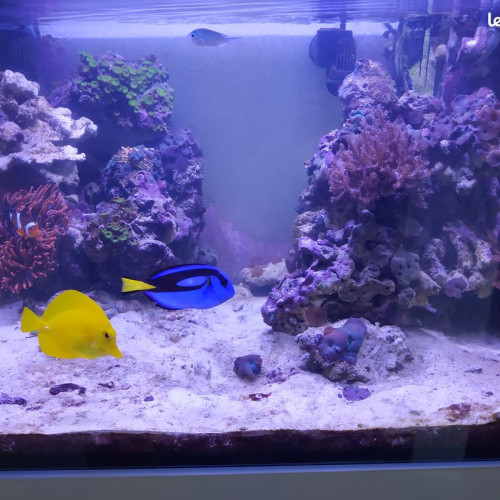 Aquarium récifal Elos system 70 Diamond Line 210L + meuble, vide