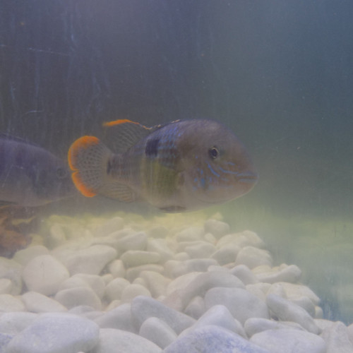 a saisir cichlidés aequidens rivulatus