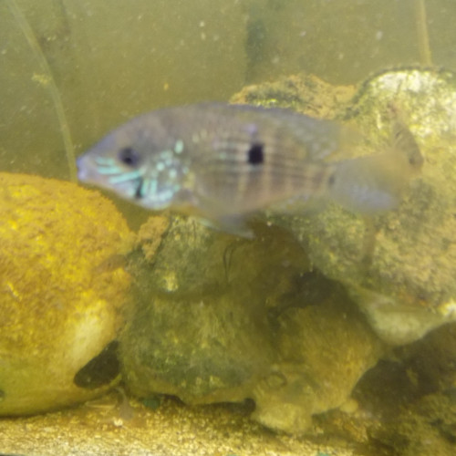 a saisir cichlidés aequidens rivulatus
