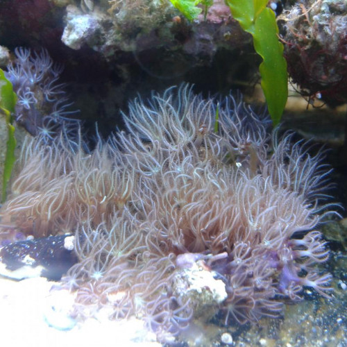 Boutures coraux mous / briareum