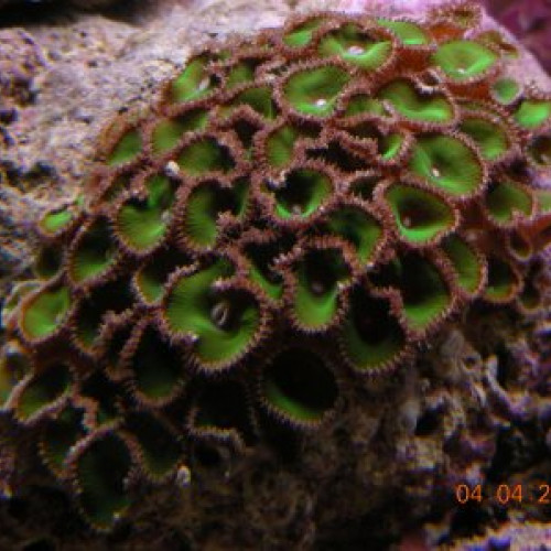 Boutures coraux moux / Protopalythoa vestitus