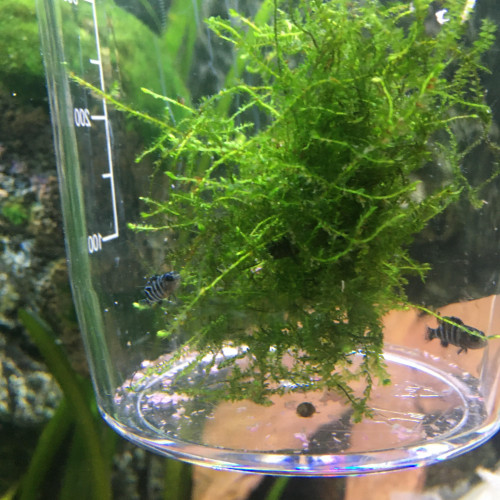 Alevins Pseudotropheus Demasoni (1cm)