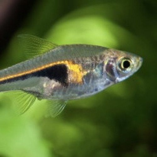 Lot de 10 trigonostigma hengeli (rasbora hengeli)