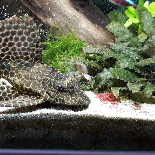 Pleco léopard