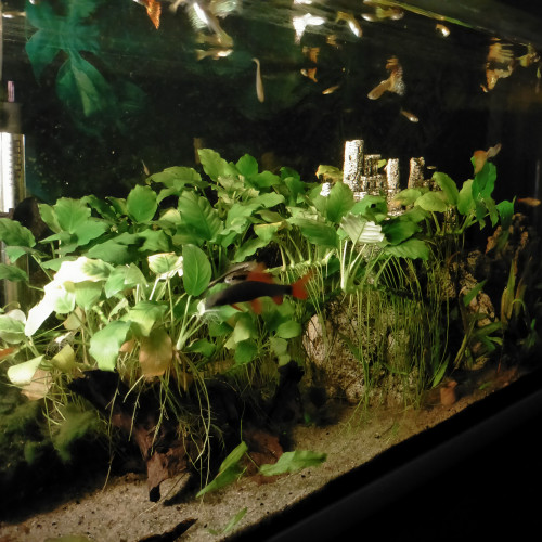 Donne aquarium