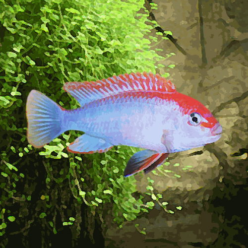 Pseudotropheus red dorsal (6 à 8 cm)