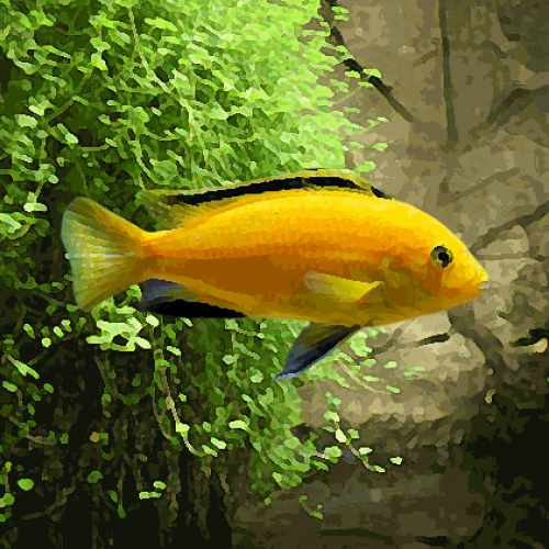 Labidochromis jaune (6 à 8 cm)