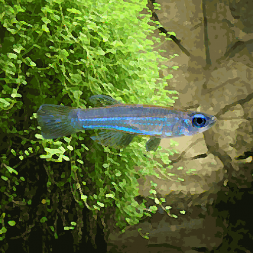 Tetras yeux bleus (environ 4 cm)