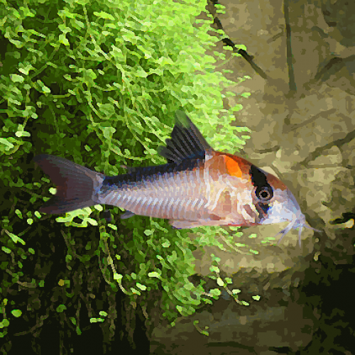 Corydoras adolfoy (environ 5 cm)