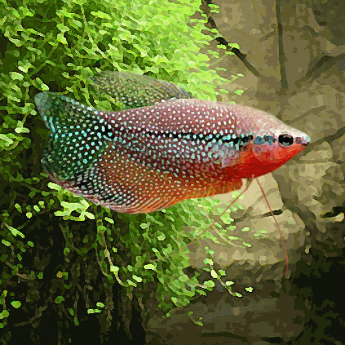 Gourami leeri (environ 10 cm)